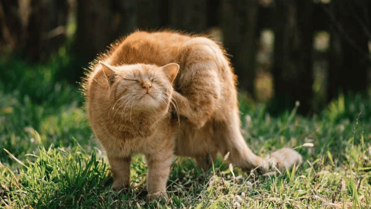 todo lo que debes saber sobre la tina en gatos consejos y cuidados