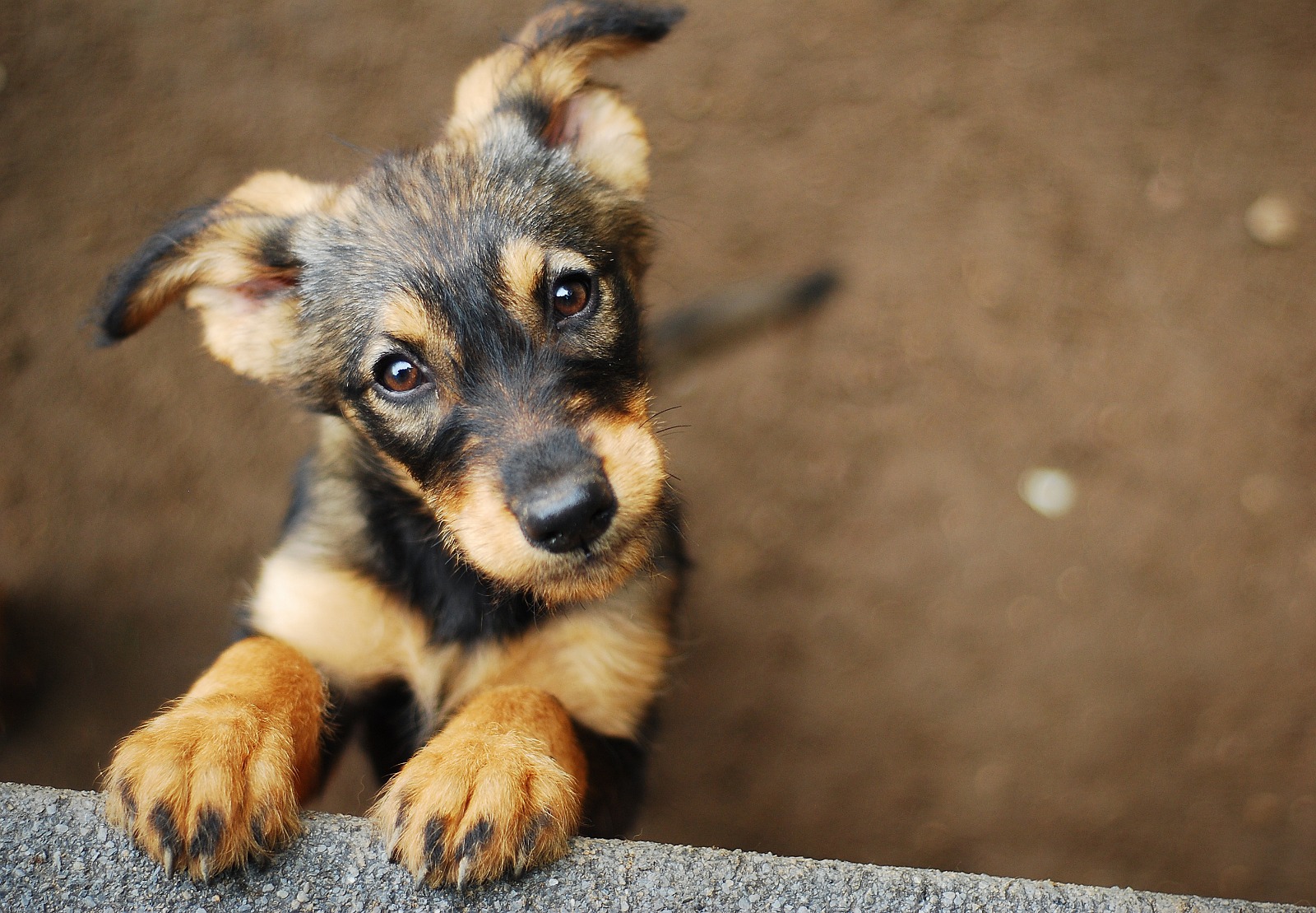 todo lo que debes saber sobre la traqueitis en perros sintomas tratamiento y prevencion