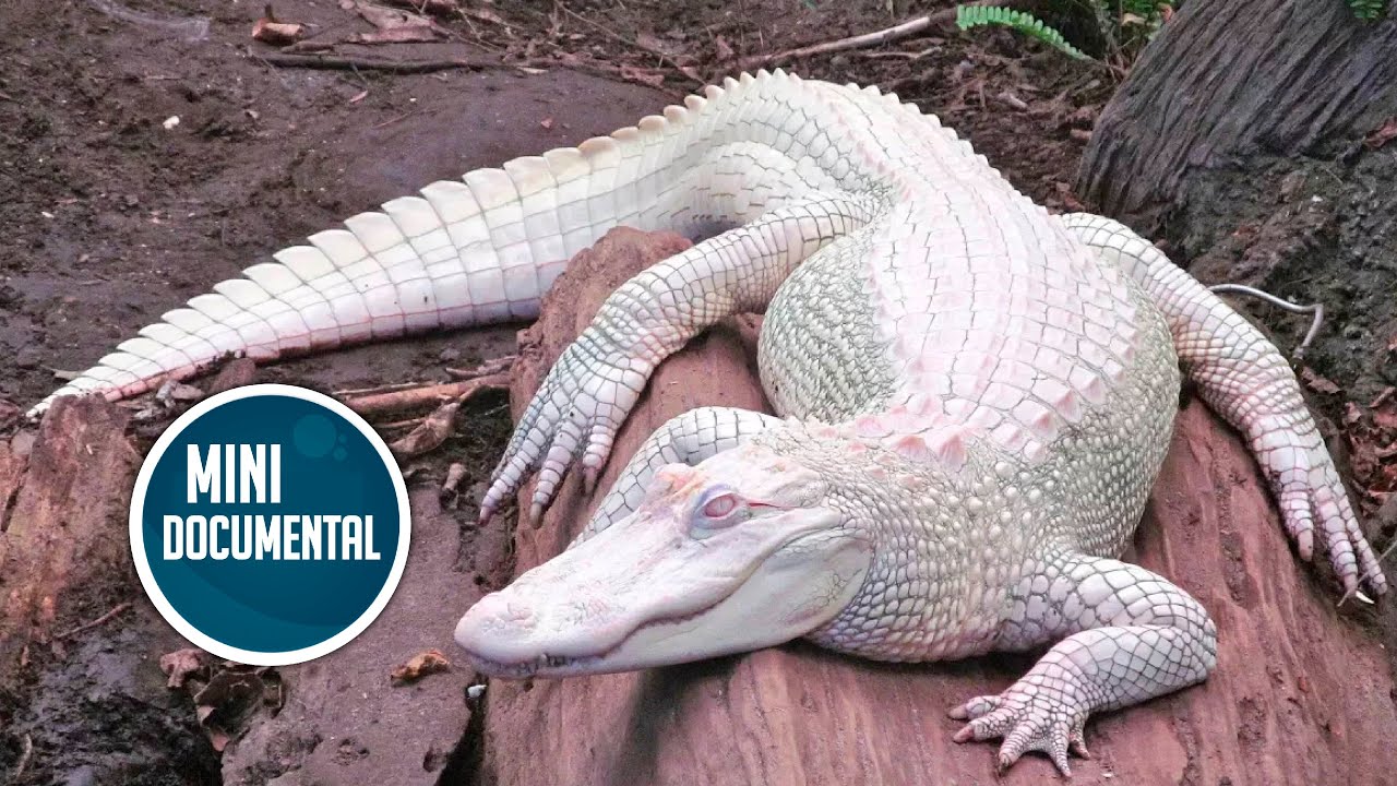 Todo lo que debes saber sobre las crías de cocodrilo: cuidados y curiosidades 1 todo lo que debes saber sobre las crias de cocodrilo cuidados y curiosidades