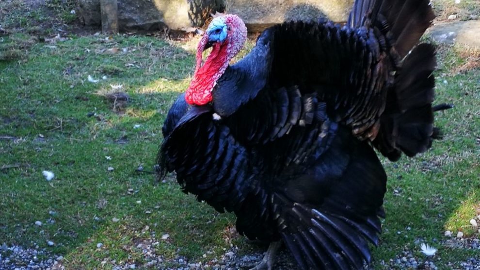 Todo lo que debes saber sobre las crías de pavo real: cuidados y curiosidades 1 todo lo que debes saber sobre las crias de pavo real cuidados y curiosidades