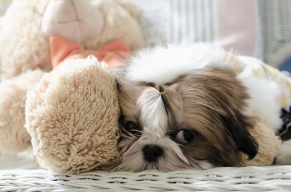 todo lo que debes saber sobre los cachorros shih tzu consejos y cuidados