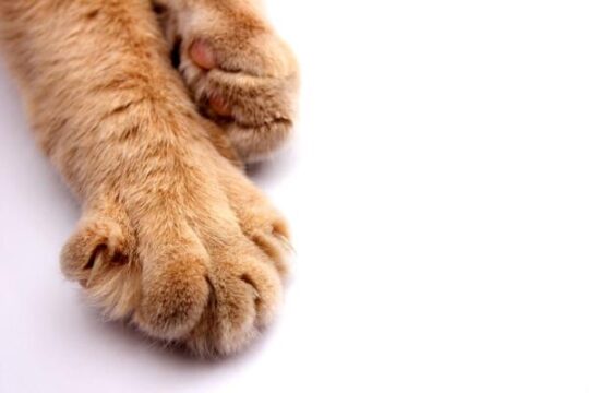 Los secretos detrás de la elegancia felina: El funcionamiento de las patas de los gatos