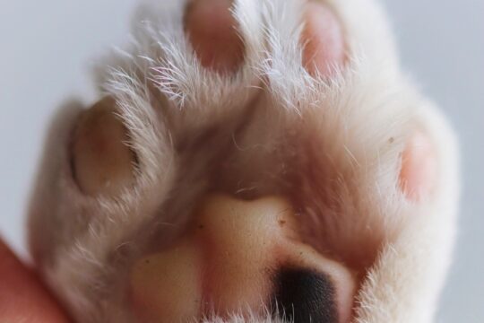 todo lo que debes saber sobre los dedos de un gato cantidad y curiosidades73