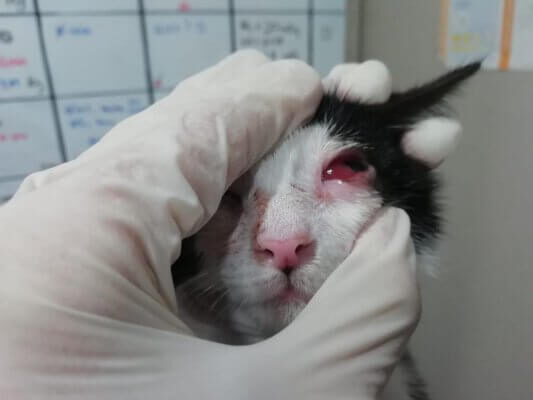 Todo lo que debes saber sobre los gatos con ojos rojos 3 Un vistazo a los cuidados oculares para tus amigos felinos