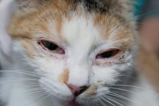 Todo lo que debes saber sobre los gatos con ojos rojos 2 todo lo que debes saber sobre los gatos con ojos rojos31