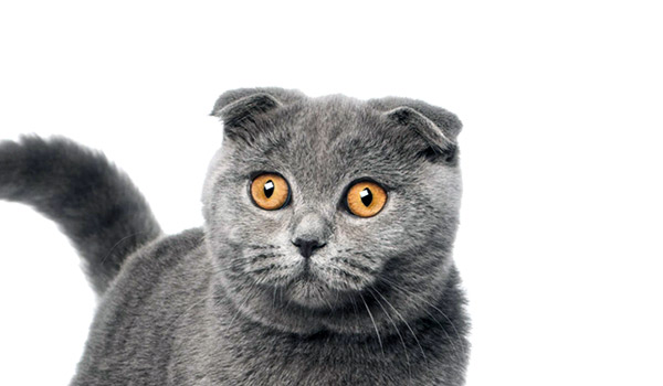 todo lo que debes saber sobre los gatos de orejas pequenas caracteristicas y cuidados