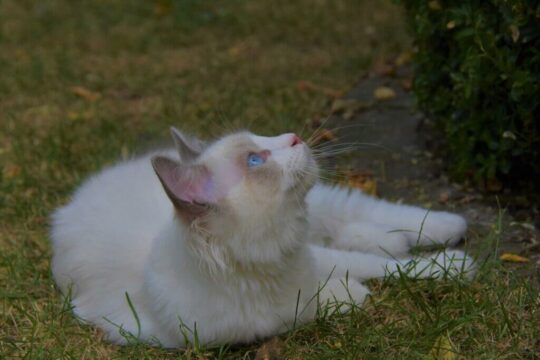 todo lo que debes saber sobre los gatos ragdoll de pelo corto una maravilla felina19