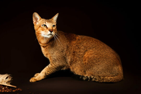 Todo lo que debes saber sobre los gatos sin pelo: pelones de gatos al descubierto 2 todo lo que debes saber sobre los gatos sin pelo pelones de gatos al descubierto24