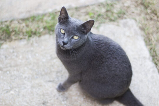 Todo lo que debes saber sobre los gatos sin pelo: pelones de gatos al descubierto 3 La sorprendente longevidad de los gatos pelones: todo lo que necesitas saber