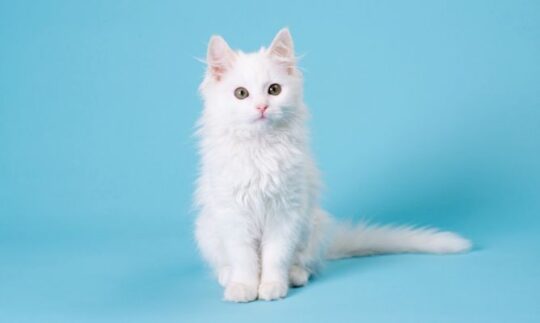 todo lo que debes saber sobre los gatos sordos blancos mitos y realidades40
