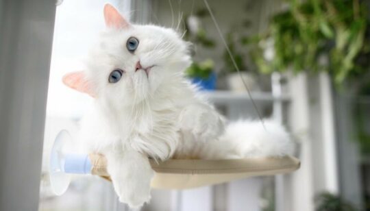 Explorando el misterio detrás de la sordera en gatos blancos