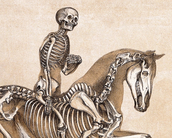 Todo lo que debes saber sobre los huesos del caballo: guía completa 1 todo lo que debes saber sobre los huesos del caballo guia completa