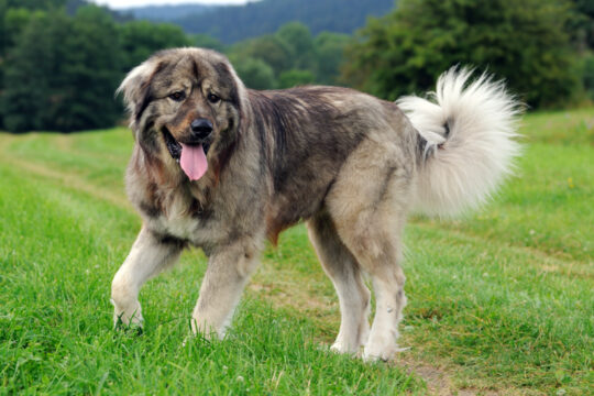 Todo lo que debes saber sobre los perros pastores caucásicos: características y cuidados 3 El asombroso tiempo de vida de un perro pastor del Cáucaso: datos fascinantes