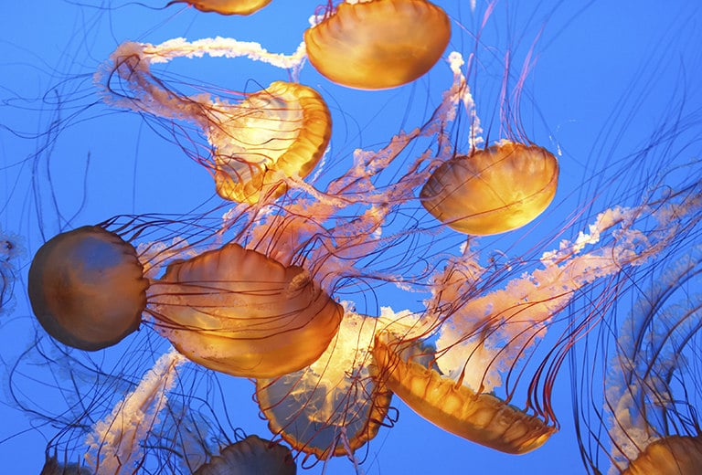 Todo lo que debes saber sobre los tentáculos de las medusas 1 todo lo que debes saber sobre los tentaculos de las medusas