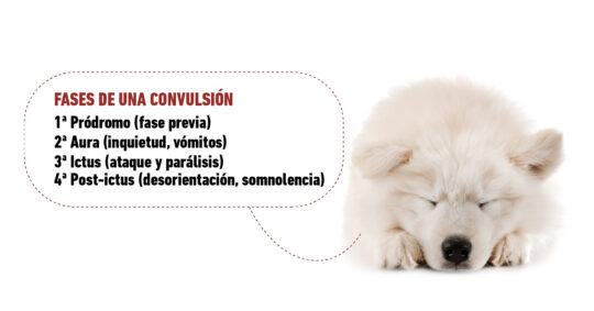 Todo lo que necesitas saber sobre el ataque de epilepsia en perros 1 todo lo que necesitas saber sobre el ataque de epilepsia en perros70