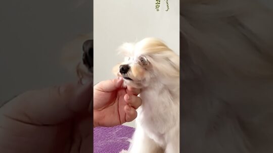 todo lo que necesitas saber sobre el bichon maltes rapado cuidados ventajas y consejos14