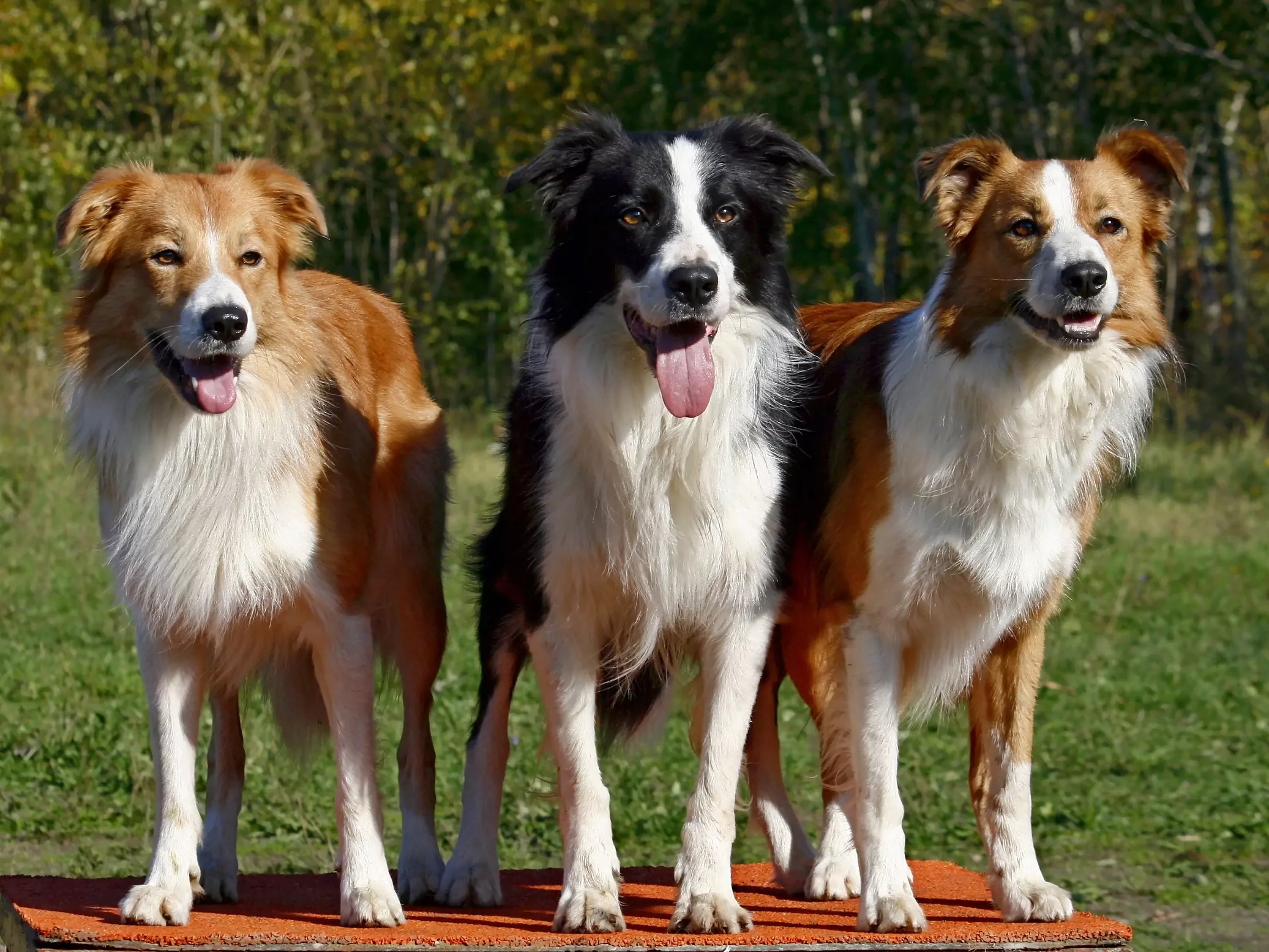 Todo lo que necesitas saber sobre el border collie tricolor cachorro 1 todo lo que necesitas saber sobre el border collie tricolor cachorro