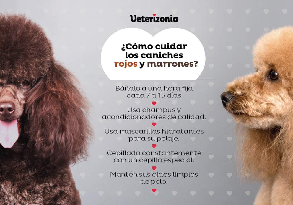 Todo lo que necesitas saber sobre el caniche gigante marrón: características y cuidados 1 todo lo que necesitas saber sobre el caniche gigante marron caracteristicas y cuidados