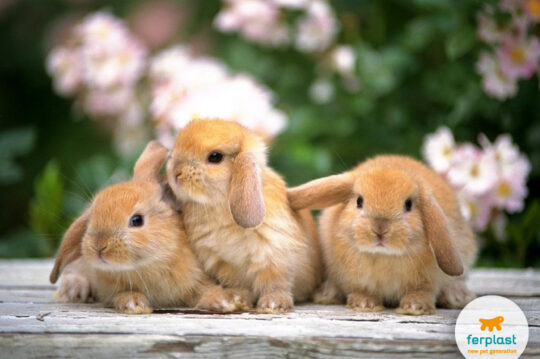 Todo lo que necesitas saber sobre el emocionante momento del parto en conejas primerizas