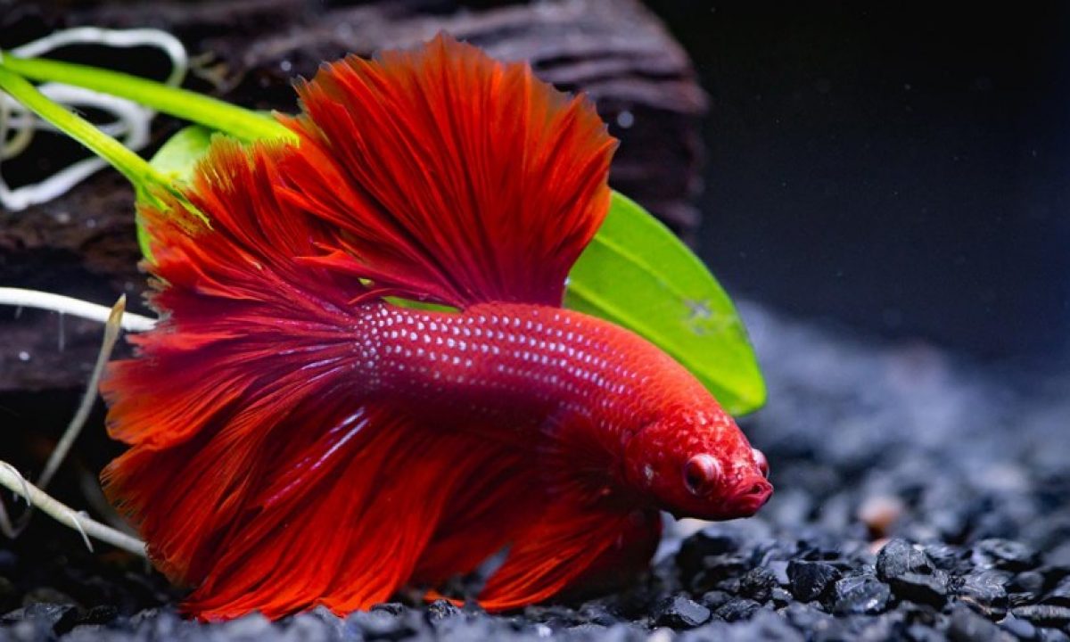 Todo lo que necesitas saber sobre el cuidado de betta splendens hembra 1 todo lo que necesitas saber sobre el cuidado de betta splendens hembra