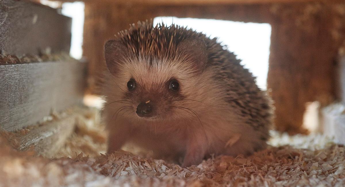 Todo lo que necesitas saber sobre el cuidado de erizos y puercoespines 1 todo lo que necesitas saber sobre el cuidado de erizos y puercoespines