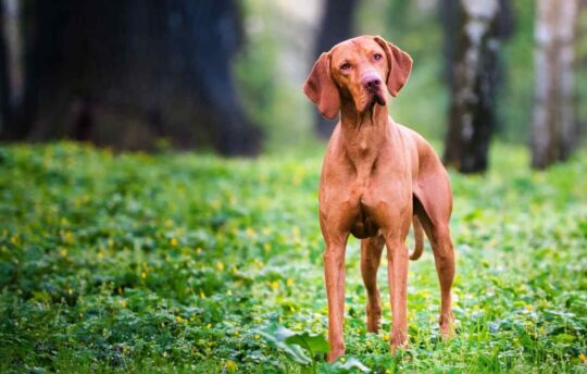 El perro Vizsla: una raza noble y llena de energía