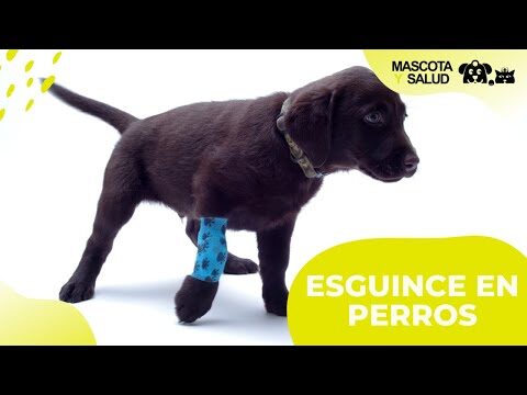 Identifica los signos de un tend&oacute;n lesionado en tu mascota