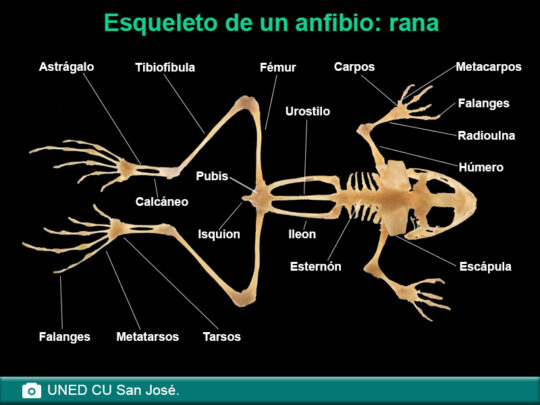 todo lo que necesitas saber sobre las extremidades de los anfibios anatomia y funcion95