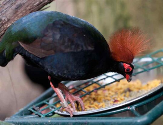 Todo lo que necesitas saber sobre las perdices roul roul: cuidados, alimentación y más 2 todo lo que necesitas saber sobre las perdices roul roul cuidados alimentacion y mas18
