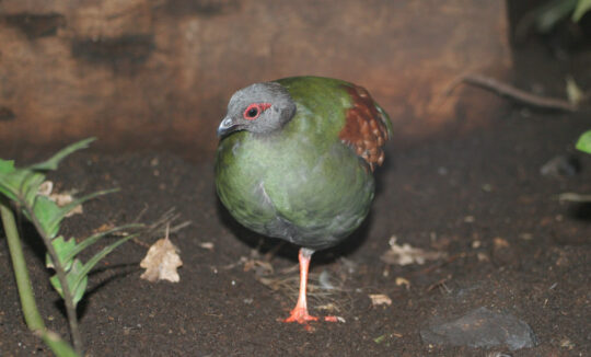 Todo lo que necesitas saber sobre las perdices roul roul: cuidados, alimentación y más 3 El apetito insaciable de las perdices: cuánta comida necesitan al día