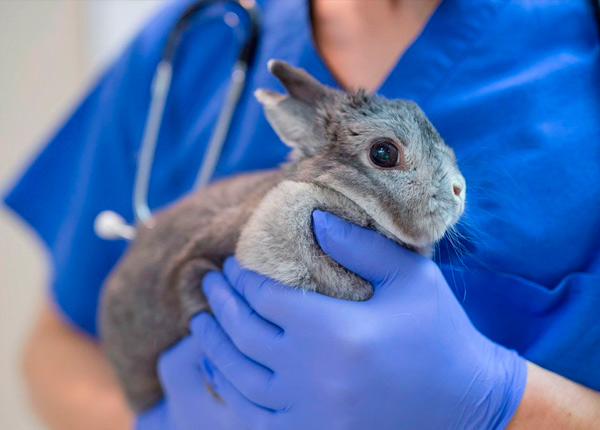Todo lo que necesitas saber sobre las uñas de conejo: cuidados y consejos 1 todo lo que necesitas saber sobre las unas de conejo cuidados y consejos