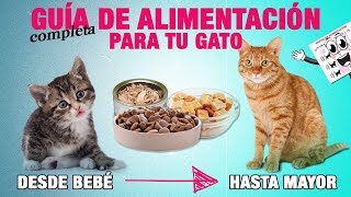 todo lo que necesitas saber sobre los gatitos de 1 mes cuidados alimentacion y mas8