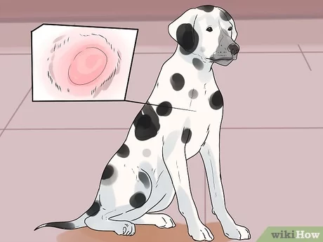 todo lo que necesitas saber sobre los hot spots en perros causas sintomas y tratamiento