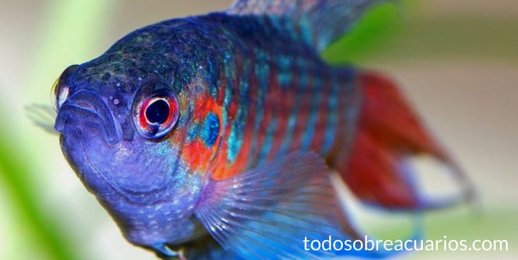 Todo lo que necesitas saber sobre peces de agua fría para tu acuario 1 todo lo que necesitas saber sobre peces de agua fria para tu acuario