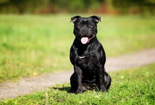 Todo sobre el poderoso American Stafford Bull Terrier: características y cuidados 3 Desvelando el valor de los diferentes colores en los Bull Terrier