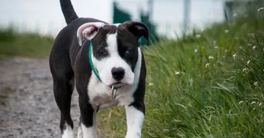 Todo sobre el poderoso American Stafford Bull Terrier: características y cuidados 2 todo sobre el poderoso american stafford bull terrier caracteristicas y cuidados40