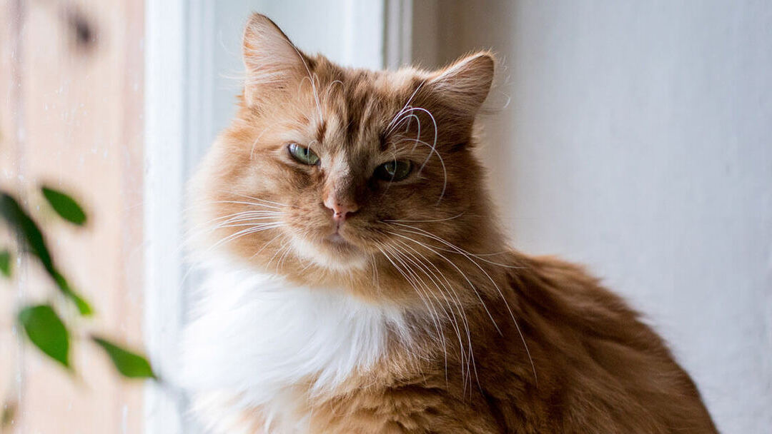 todo sobre los gatos de orejas caidas caracteristicas y cuidados