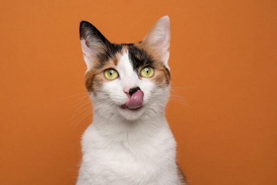 Todo sobre los gatos tricolor macho: características y curiosidades 3 Los nombres encantadores para gatos machos tricolores