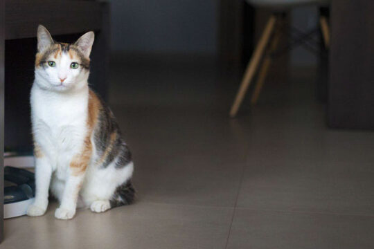 Todo sobre los gatos tricolor macho: características y curiosidades 2 todo sobre los gatos tricolor macho caracteristicas y curiosidades75
