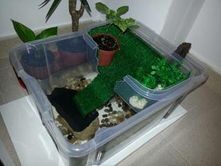 tortugueros caseros83