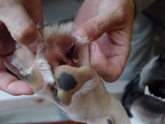 El tiempo de duración de los hongos en los perros: todo lo que necesitas saber.