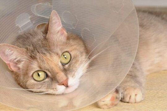 Tratamiento efectivo para los hongos en la piel de tu gato: Guía completa 3 El tiempo justo: Duración del tratamiento para eliminar los hongos en la piel