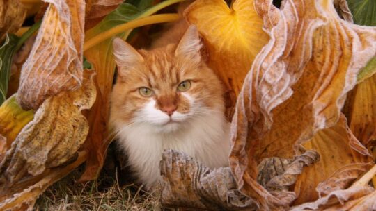 Consejos imprescindibles para ayudar a tu gato despu&eacute;s de una picadura