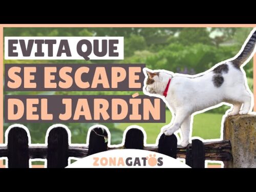 valla antiescape gatos34