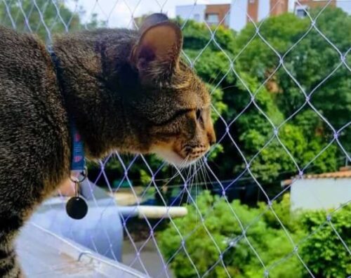 vallas para gatos13