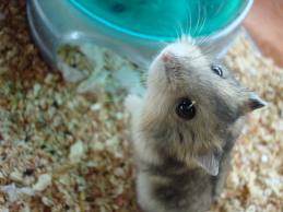 Vida salvaje de los hamsters: ¿Cómo viven en su hábitat natural? 1 vida salvaje de los hamsters como viven en su habitat natural