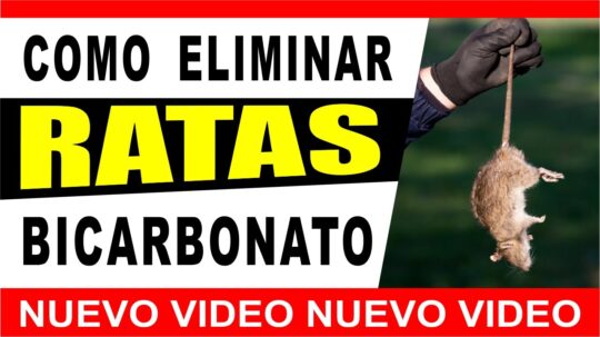 Vinagre poderoso: la solución efectiva para ahuyentar ratas 2 vinagre poderoso la solucion efectiva para ahuyentar ratas26